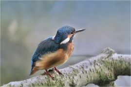 <p>LEDŇÁČEK ŘÍČNÍ (Alcedo attis) Šluknovsko - Jiříkov /Common kingfisher - Eisvogel/</p>